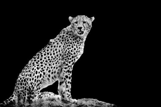 Cheetah on dark background. Black and white image