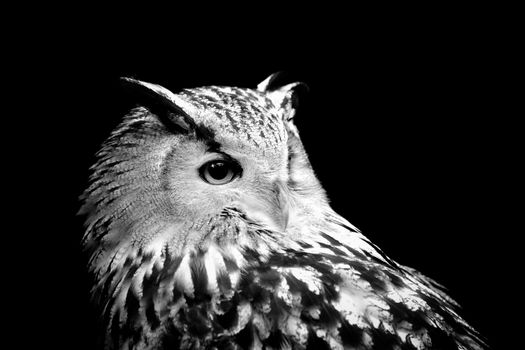 Owl on dark background. Black and white image