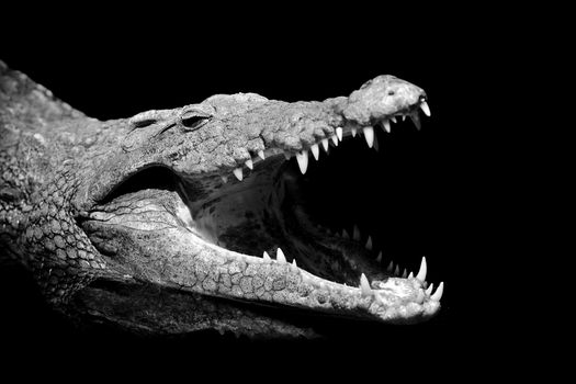 Crocodile on dark background. Black and white image