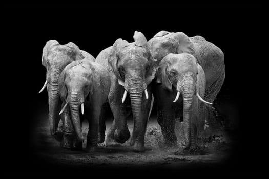 Elephant on dark background. Black and white image