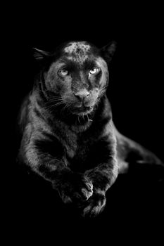 Black leopard on dark background. Black and white image