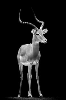 Impala on dark background. Black and white image