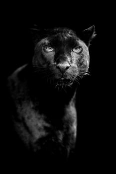 Black leopard on dark background. Black and white image
