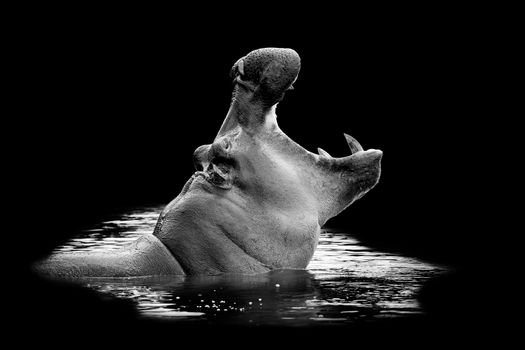 Hippo in water on dark background. Black and white image