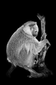 Monkey on dark background. Black and white image