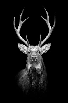 Deer on dark background. Black and white image