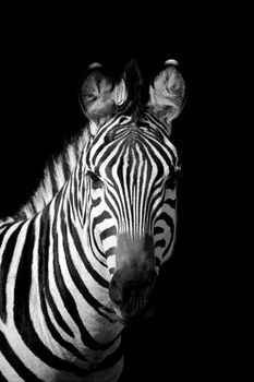 Zebra on dark background. Black and white image