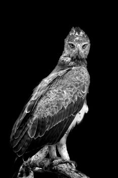 Tawny eagle on dark background. Black and white image