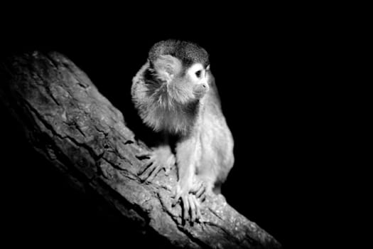 Monkey on dark background. Black and white image