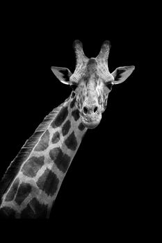 Giraffe on dark background. Black and white image