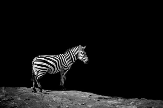 Zebra on dark background. Black and white image