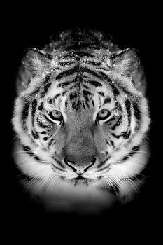 Tiger on dark background. Black and white image