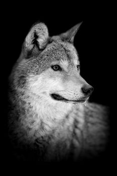 Wolf on dark background. Black and white image