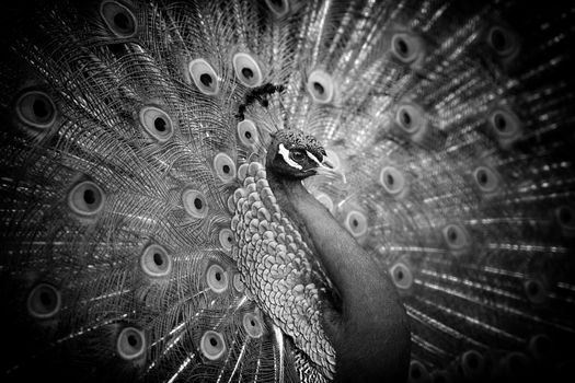Peacock on dark background. Black and white image