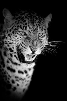 Leopard on dark background. Black and white image