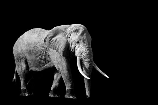 Elephant on dark background. Black and white image