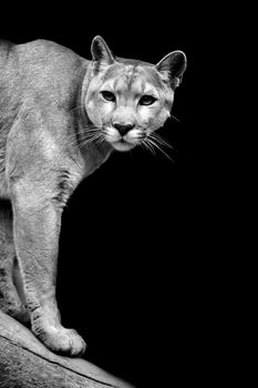 Puma on dark background. Black and white image