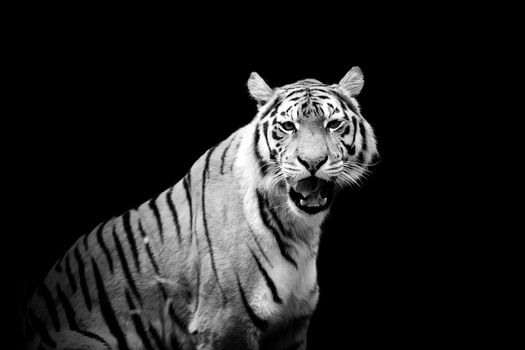 Tiger on dark background. Black and white image