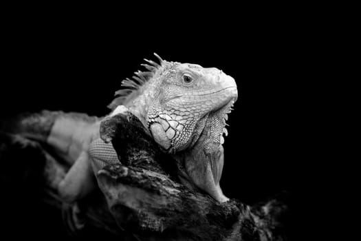 Iguana on dark background. Black and white image