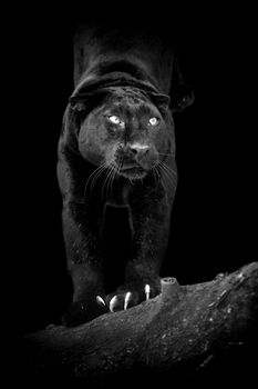 Black leopard on dark background. Black and white image