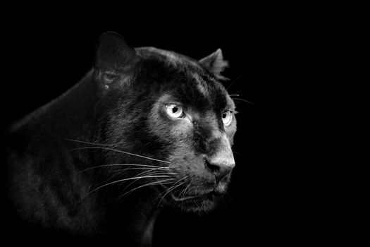 Black leopard on dark background. Black and white image