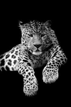 Leopard on dark background. Black and white image