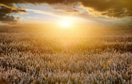 Ears of ripe wheat on a background a sun in the evening