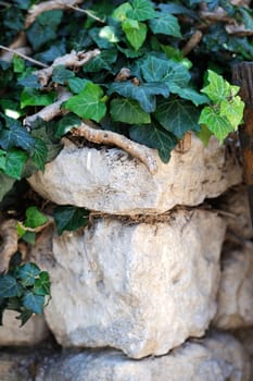 Close up old stone wall overgrown with ivy