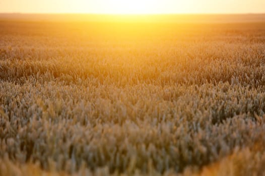 Ears of ripe wheat on a background a sun in the evening
