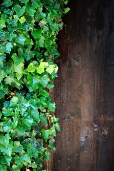 Close up brown wood wall with green leaves