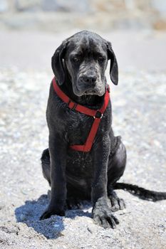 Close-up sad young black dog on a beach