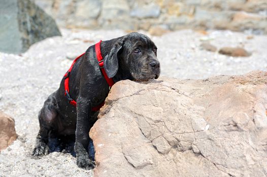 Sad young black dog put his head on a stone