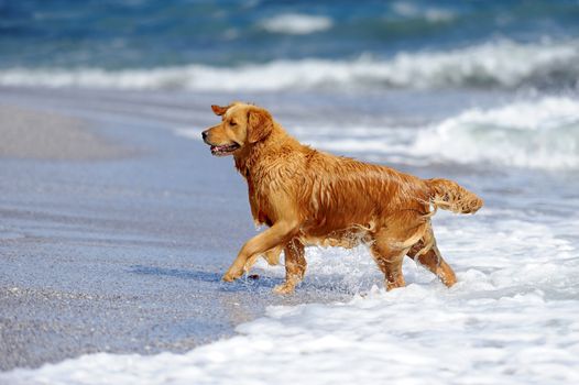 Young golden retriever running on the beach