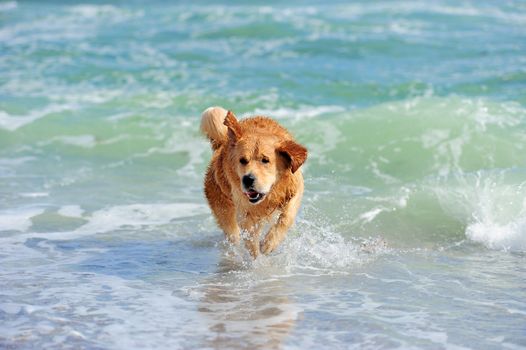 Young golden retriever running on the beach