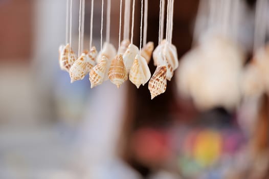 Seashells on dark background on tropical resort