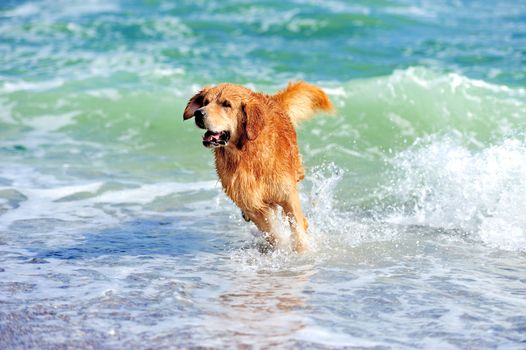 Young golden retriever running on the beach