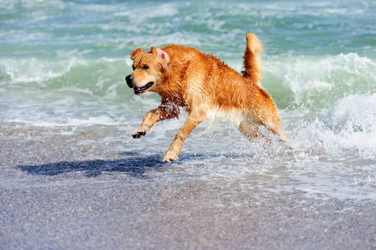 Young golden retriever running on the beach