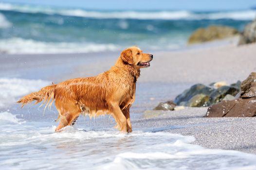 Young golden retriever running on the beach