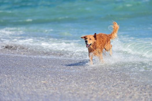 Young golden retriever running on the beach