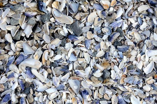 Lots of different seashells piled together in solid background