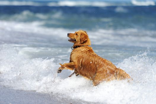 Young golden retriever running on the beach