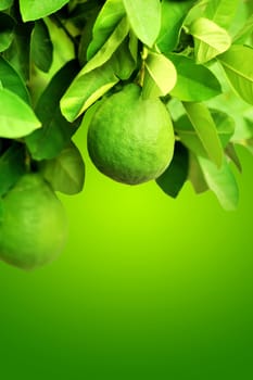 Lime fruit on a tree