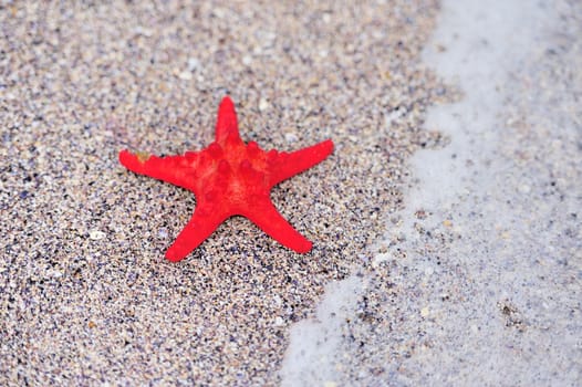 A red sea star on the beach