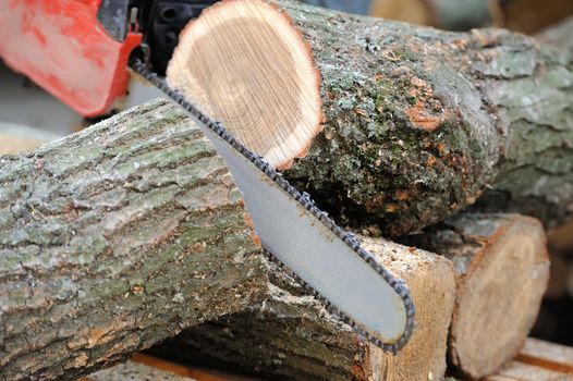 Close-up professional chainsaw blade cutting log of wood