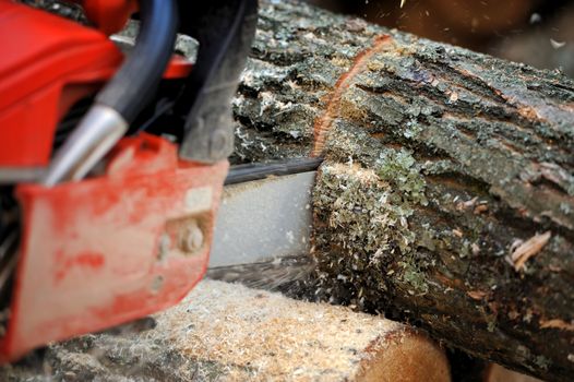 Close-up chainsaw and many tree trunks