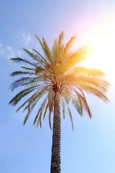 Beautiful palm trees on blue sky