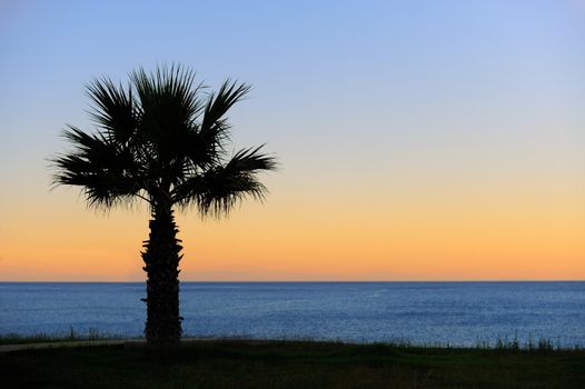 Palm trees sunset golden blue sky backlight