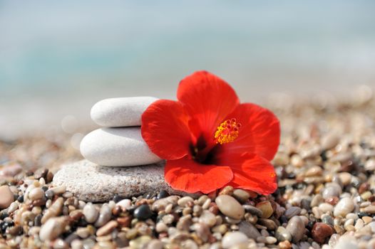 Stack of pebbles and flower at the beach