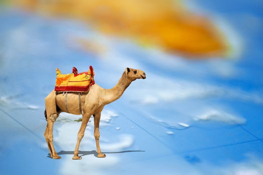 Camel standing on a map