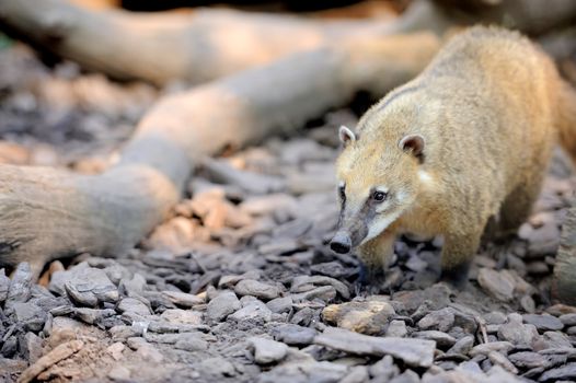 The coati (Nasua) a predator from South America